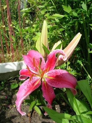 Лилия Crystal Star. лилии