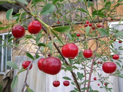 Вишня. Садовые растения