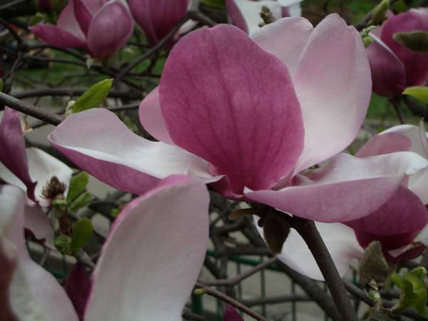 магнолии. Ботанический сад Киев