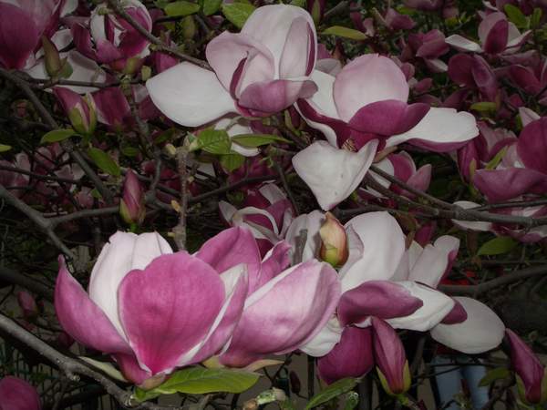 целое дерево. Ботанический сад Киев