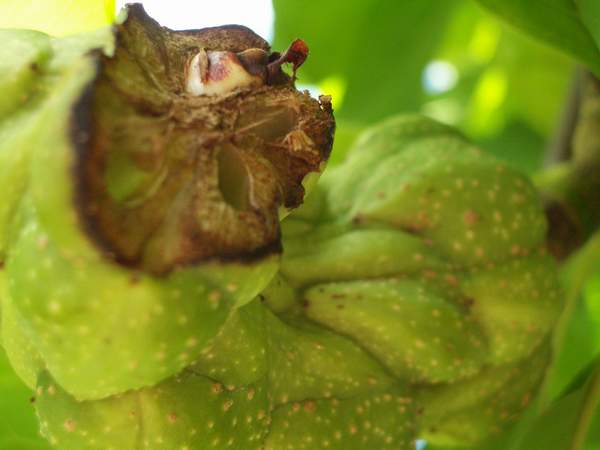плод магнолии. Ботанический сад Киев