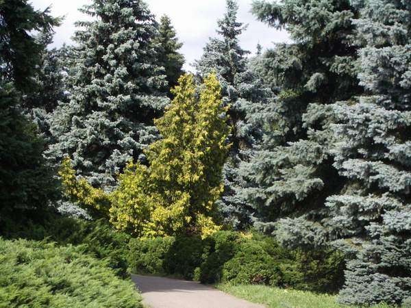 Ботанический сад Киев