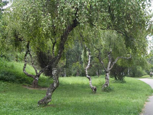 бонсайные березки. Ботанический сад Киев