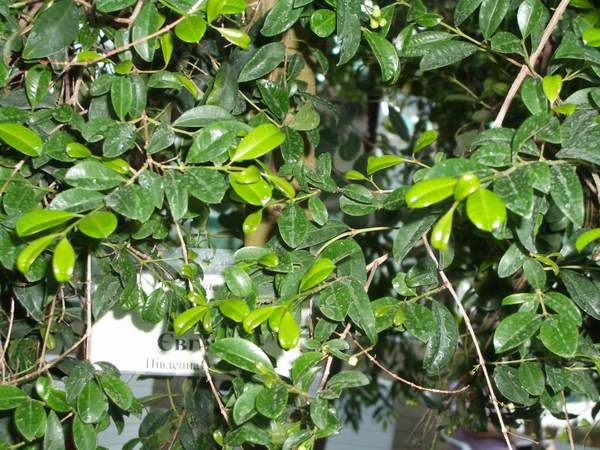 евгения. теплицы