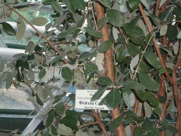 фейхоа. теплицы