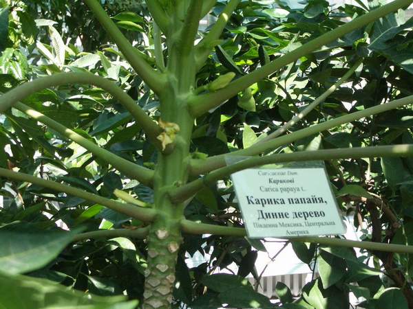 папайя. теплицы