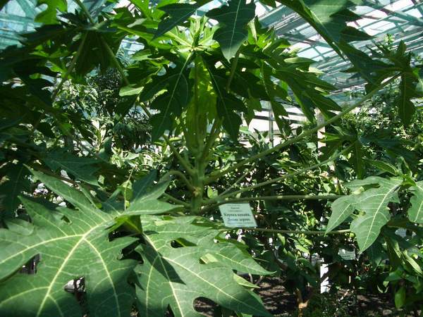 папайя. теплицы