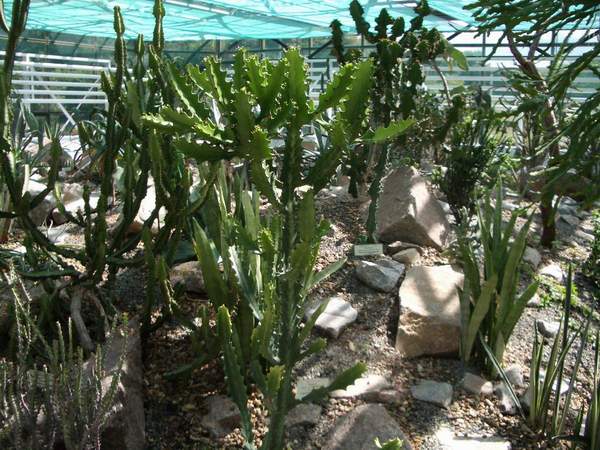 кактусы/суккуленты