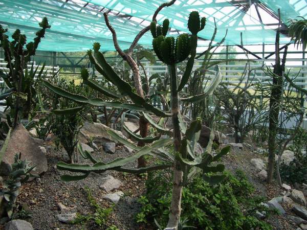 кактусы/суккуленты