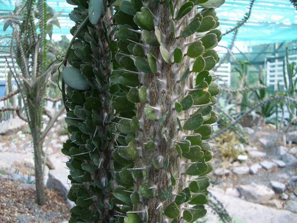 кактусы/суккуленты