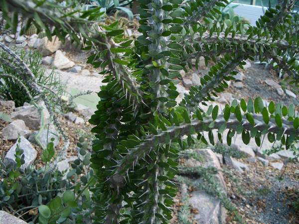 кактусы/суккуленты