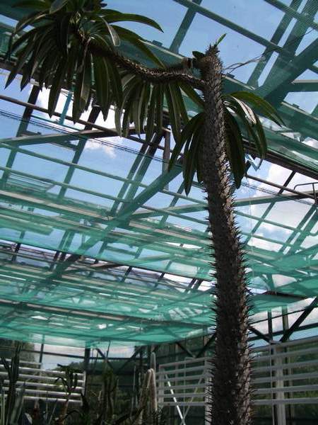 кактусы/суккуленты