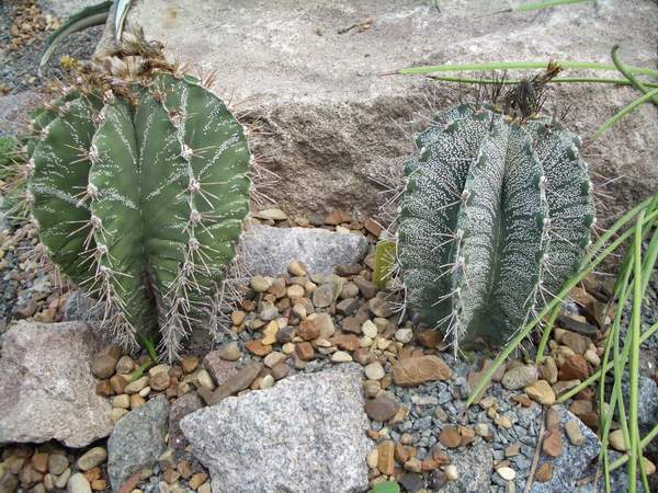 кактусы/суккуленты