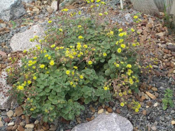 кактусы/суккуленты