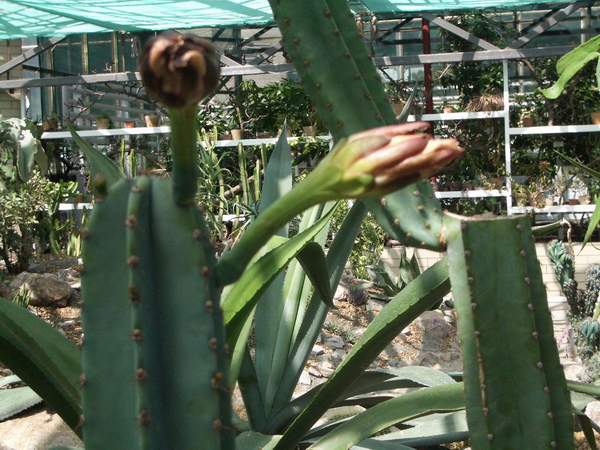 кактусы/суккуленты