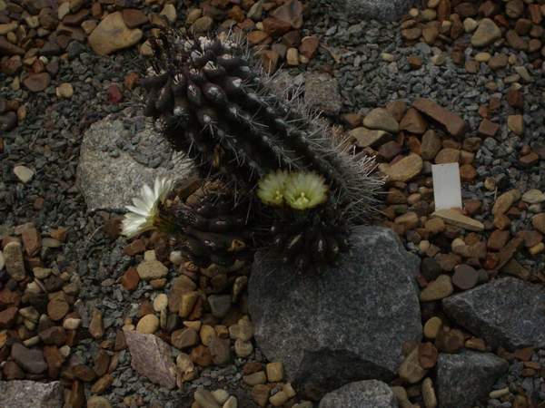 кактусы/суккуленты