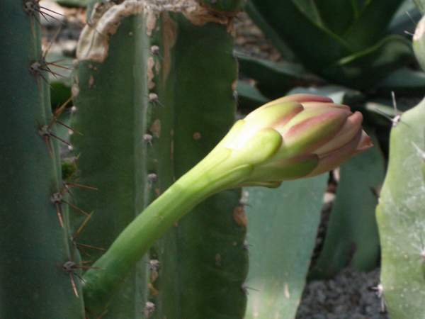 кактусы/суккуленты