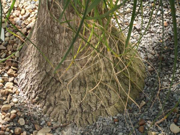 кактусы/суккуленты