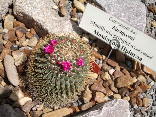 кактусы/суккуленты