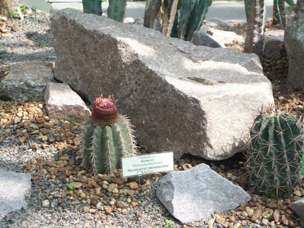 кактусы/суккуленты