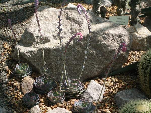 кактусы/суккуленты