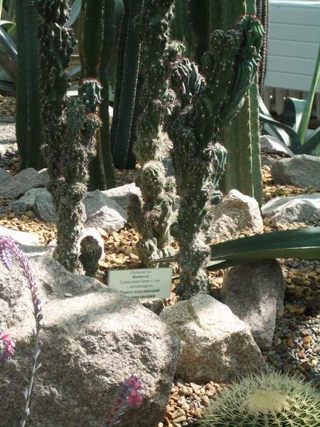 кактусы/суккуленты
