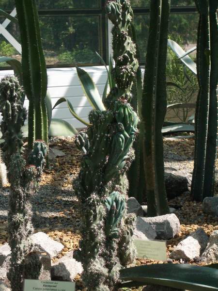 кактусы/суккуленты