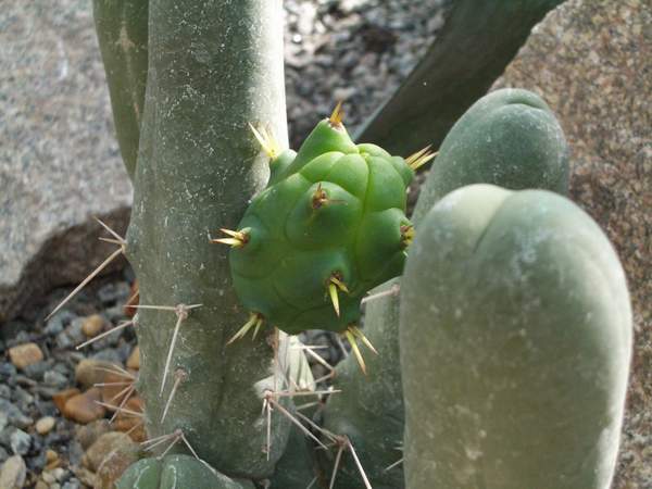 кактусы/суккуленты