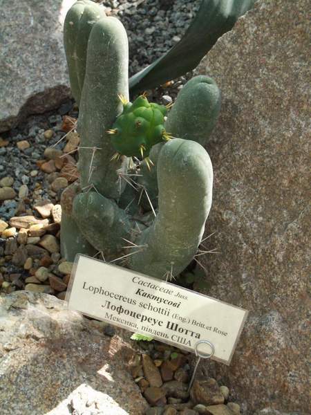 кактусы/суккуленты