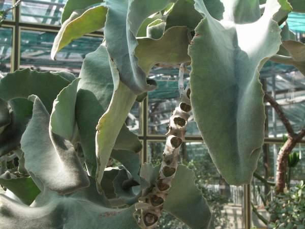 кактусы/суккуленты