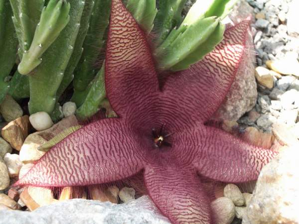 кактусы/суккуленты