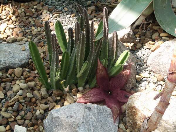 кактусы/суккуленты