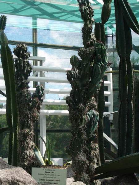 кактусы/суккуленты