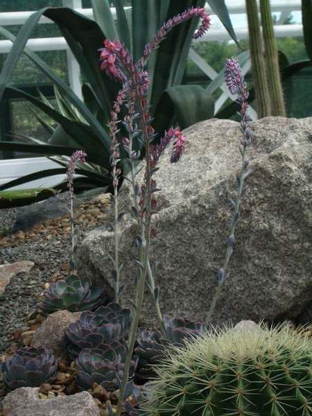 кактусы/суккуленты