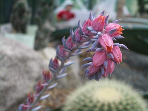 кактусы/суккуленты