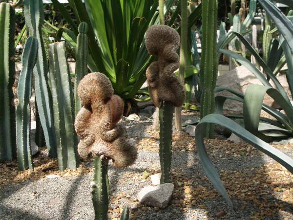 кактусы/суккуленты