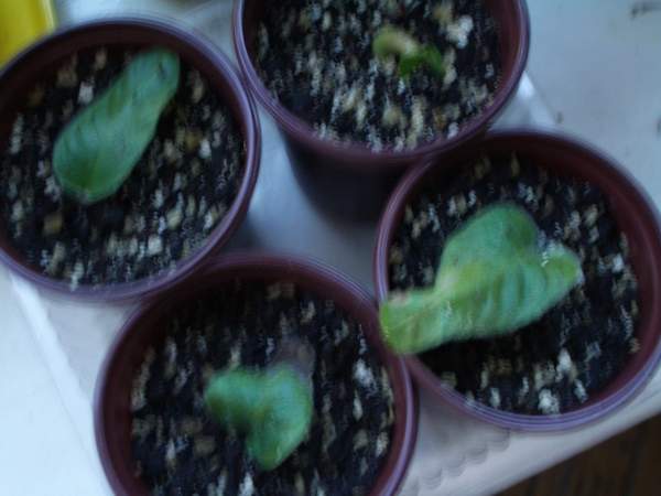 сеянцы. streptokarpus