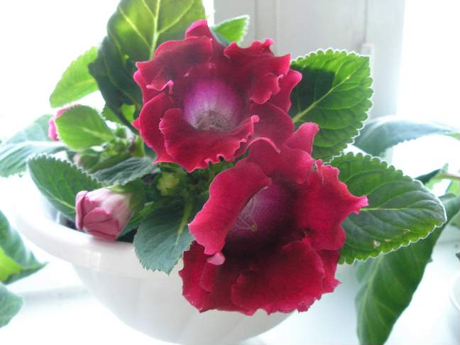 Глоксиния красная. Фотки с удаленных рег