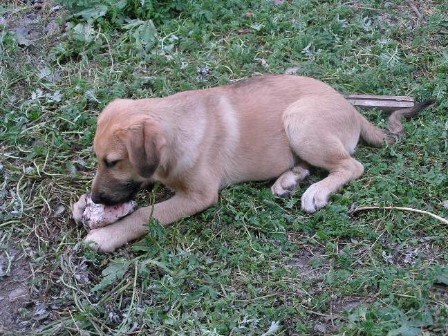 Филя. Питомцы