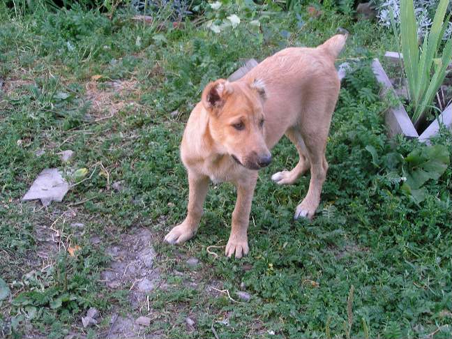 Фрося. Питомцы