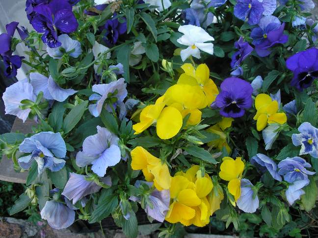 Анютины глазки. Фотки с удаленных рег