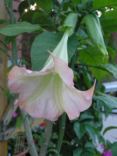 Бругмансия. Фотки с удаленных рег