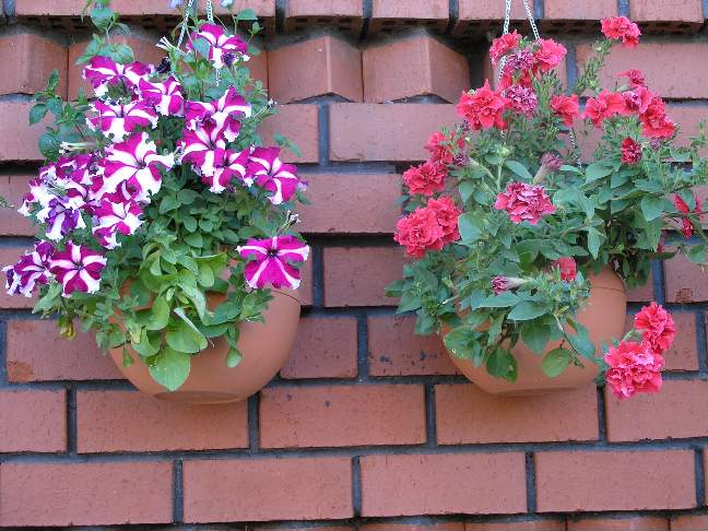 Петунии. Фотки с удаленных рег
