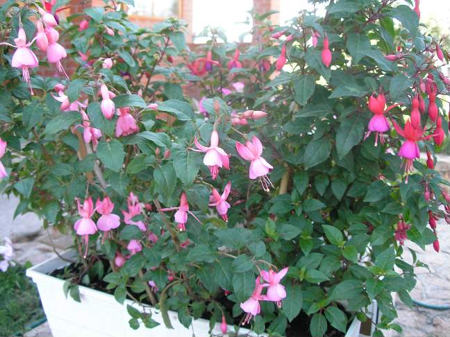 Фуксии. Фотки с удаленных рег