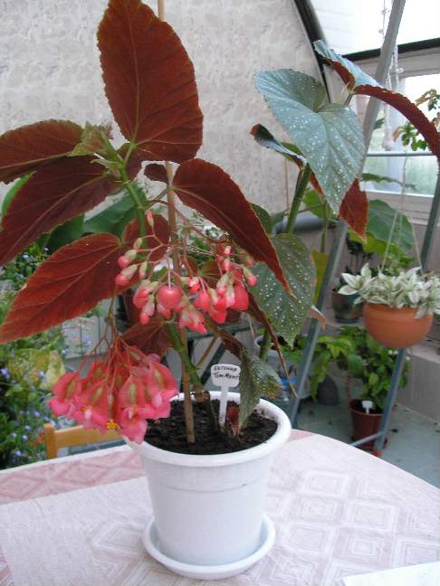 Бегония красная. Фотки с удаленных рег