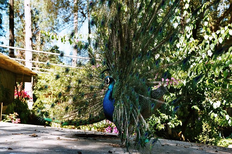 Павлины, говоришь! (с). Португалия