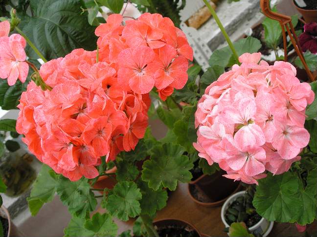 Фотки с удаленных рег