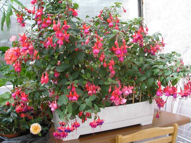 Фуксии. Фотки с удаленных рег