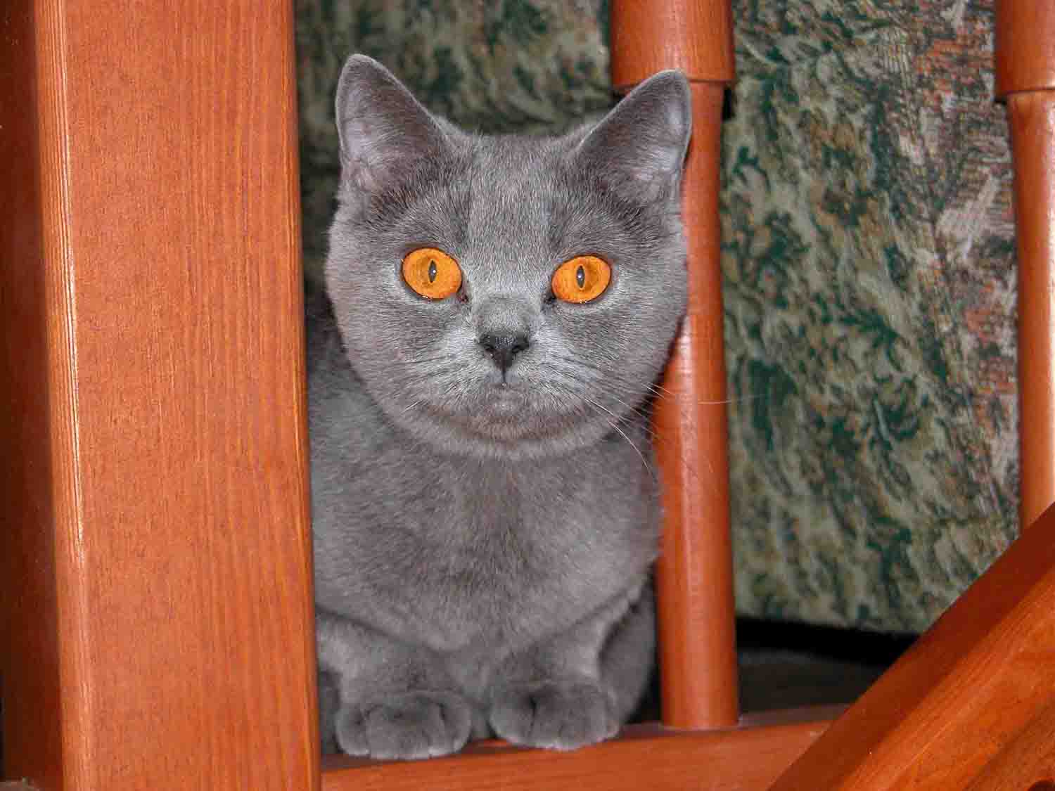 Каролина. Наши кошки