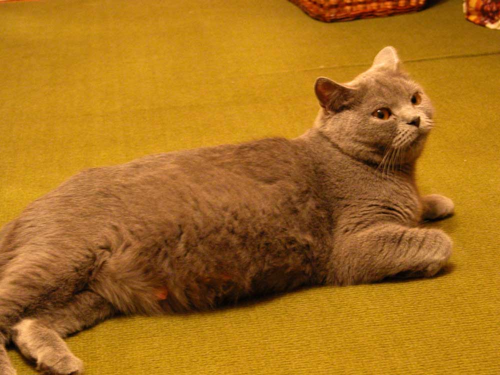 В ожидании потомства. Наши кошки